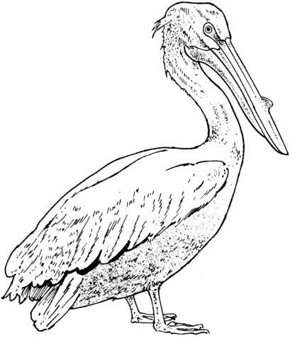 Realistic Pelican Coloring Page